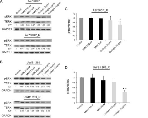 Corilagin Inhibits The PERK Pathway In Resistant Cells Whereas BMN673