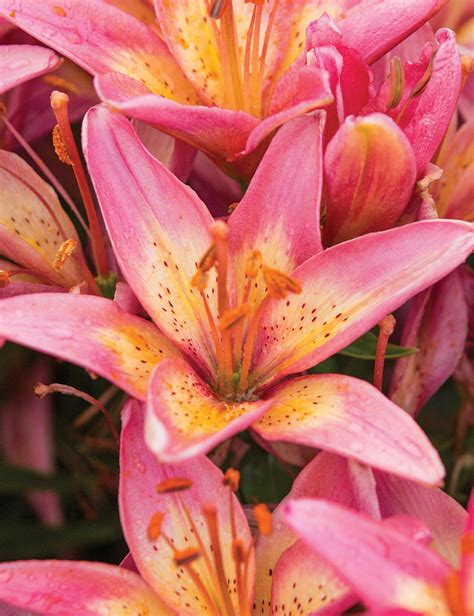 Pixie Asiatic Lilies Elegant Joy Tesselaar