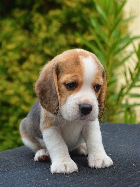 Making a puppy stay near something or someone that scares her has the potential to backfire and create a real and lasting fear. Beagle Puppy For Sale Near Me