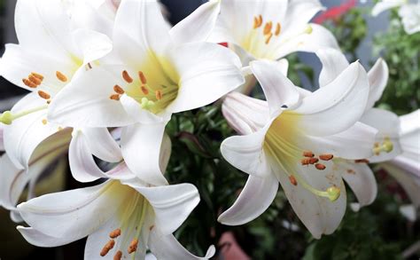 The Meaning Of Easter Lilies And Other Seasonal Plants Alsip Home