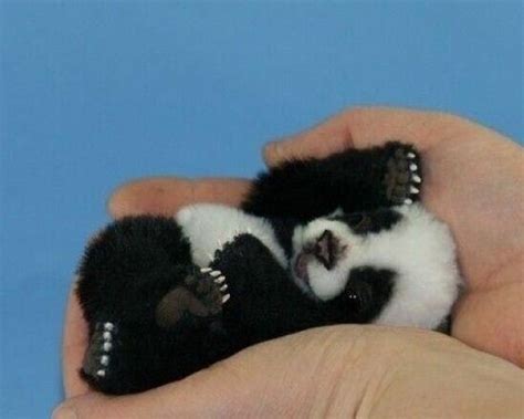 20 Pictures Of Baby Pandas That Will Instantly Make Your Day Better