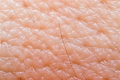 Human Skin Macro Stock Photo Image Of Hairy Basale