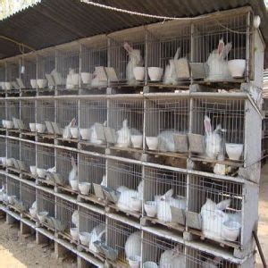 Young people can easily afford to start keeping rabbits with virtually no financial risk. China Rabbit Farming - China Rabbit Farm, Rabbit Farming Equipment