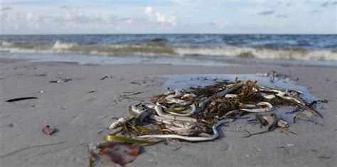 Red Tide What It Is And Why You Need To Avoid Going Near It