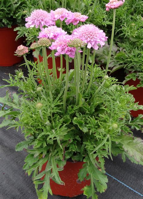 Pink Mist Pincushion Flower - Plant Library - Pahl's ...
