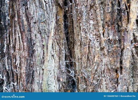 Close Up Of Old Tree Bark Stock Photo Image Of Rural 136608768