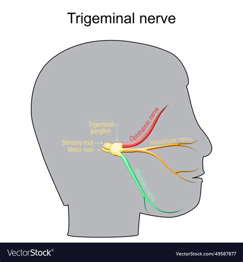 Trigeminal Neuralgia Cranial Nerve Royalty Free Vector Image