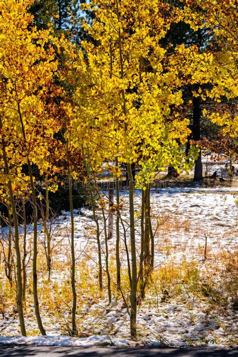 Season Changing First Snow And Autumn Trees Stock Image Image Of