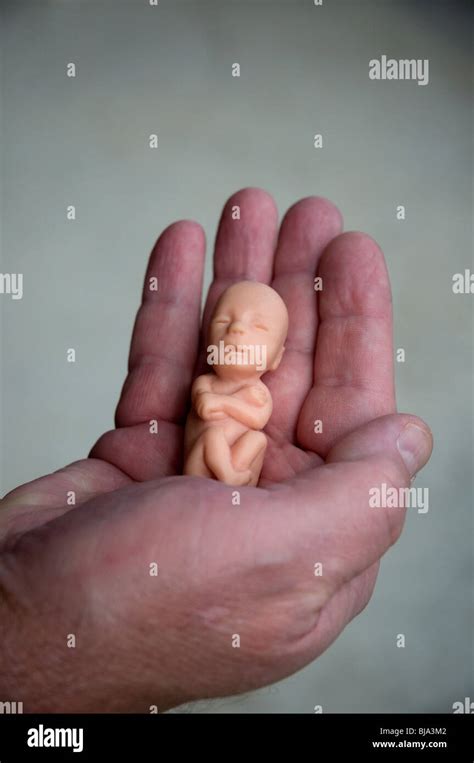 Fetus 12 Weeks Stockfotos Und Bilder Kaufen Alamy