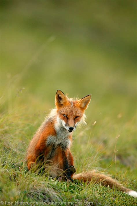 Red Fox Denali National Park Alaska Photos By Ron Niebrugge