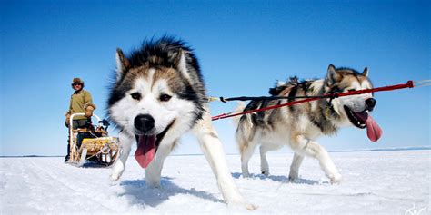 The Different Breeds Of Sled Dogs Pomsky Pals