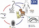 Hookworm infection, symptoms, diagnosis & hookworm treatment in humans