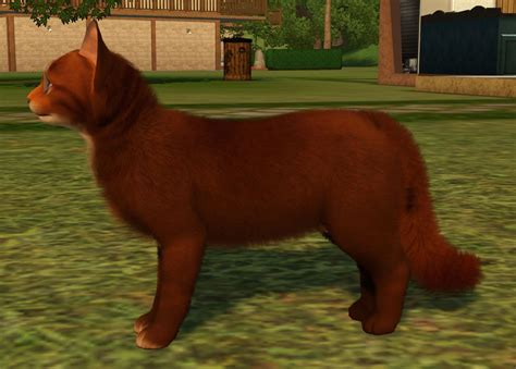 Mod The Sims Somali Cat Remake With 4 Coat Colors