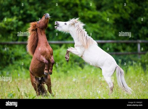 American Miniature Horse And Miniature Shetland Pony Two Young