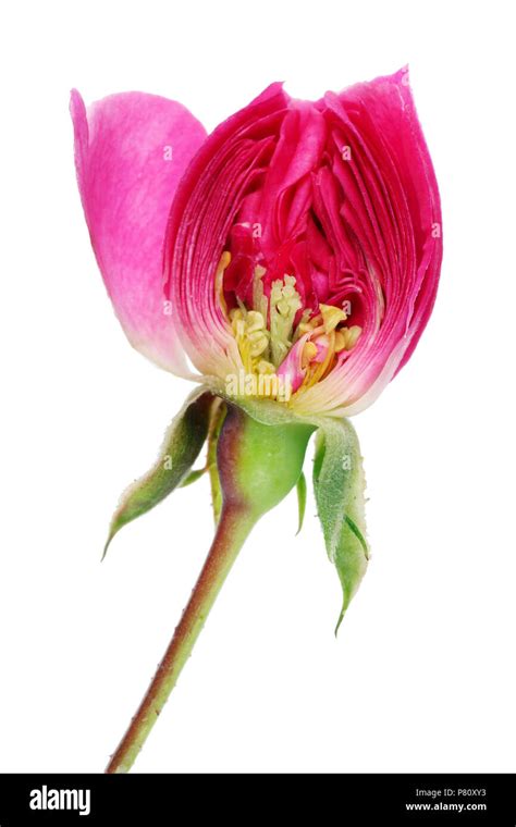 Inner Vertical Cut Of Summer Bud Of A Pink Rose Flower Inside Of Real
