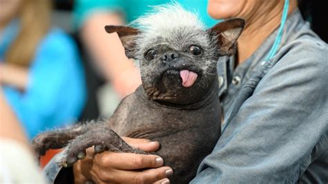 Meet The Winner Of The ‘worlds Ugliest Dog Competition