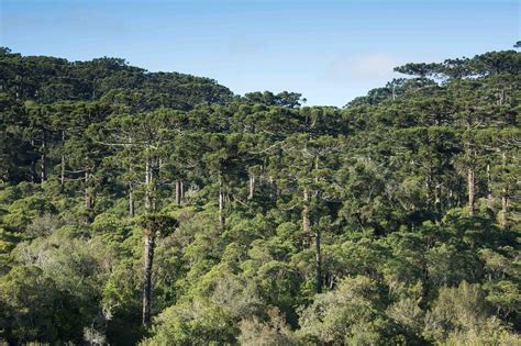 Araucaria Angustifolia Uma Análise Da Espécie Sob O Viés Da História Ambiental Global • Apremavi