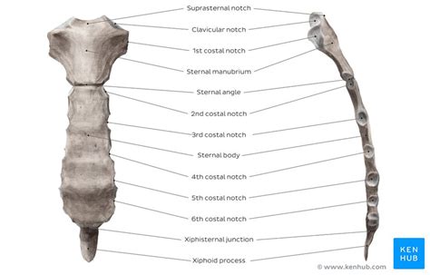 Anatomy of rib cage and sternum. Thoracic cage: Anatomy and clinical notes | Kenhub