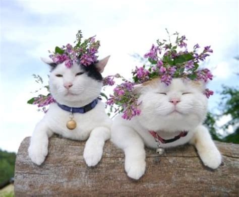 19 Awesome Cats At Wedding Chwv