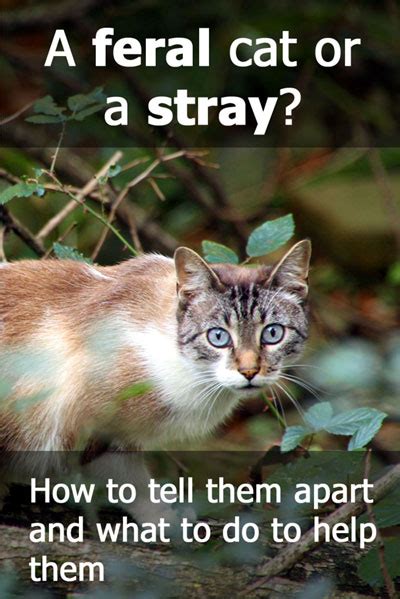 A domestic cat that has returned to the wild, or that was born wild. A Feral Cat Or A Stray Cat? How To Tell The Difference ...