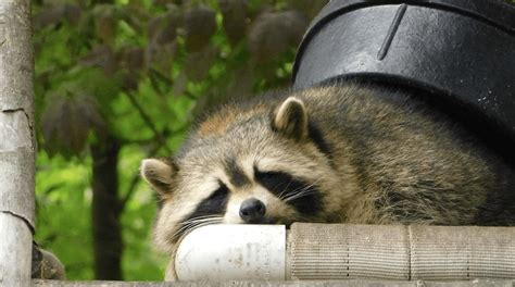 How To Hunt Raccoons During The Day Find Out Here All Animals Guide
