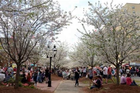 Macon Georgia Cherry Blossom Capital Of The World Georgia Public
