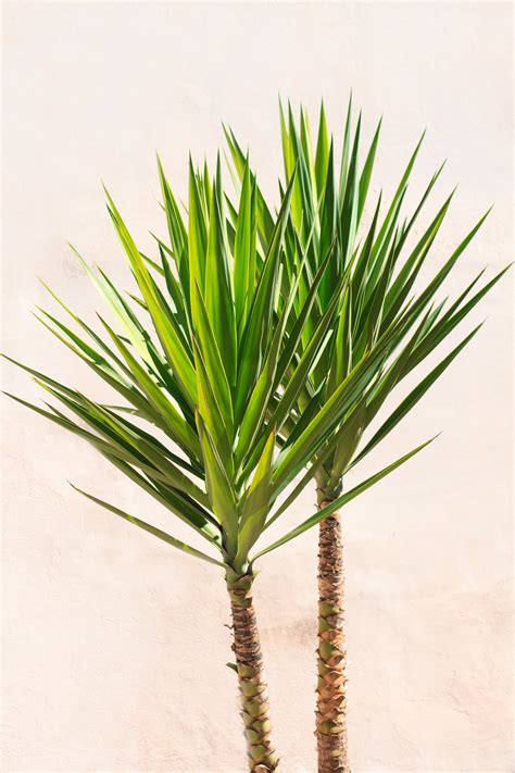 7 Yucca Plant Care Tips Thatll Make Your Greenery Thrive Domino