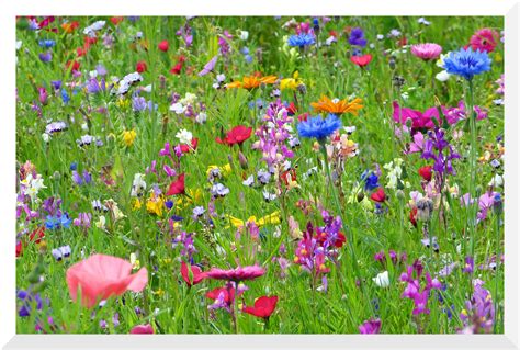 Blumenwiese Foto And Bild Jahreszeiten Sommer Natur Bilder Auf