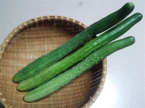 Yamato Sanjaku Cucumber Seeds Japanese Long Cucumber Seeds Etsy