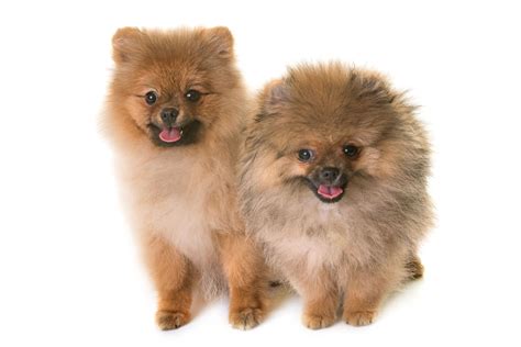 30 Small Dog Breeds That Make Great Pets | Mini dogs breeds, Dog breeds, Best small dogs