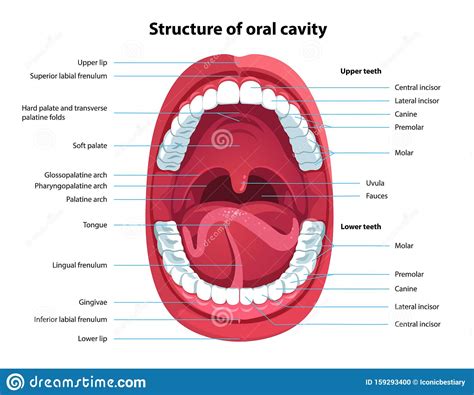 Structure Of Oral Cavity Human Mouth Anatomy Stock Vector