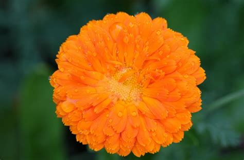 30 Types Of Orange And Yellow Flowers Hd Images Beautiful Flowers