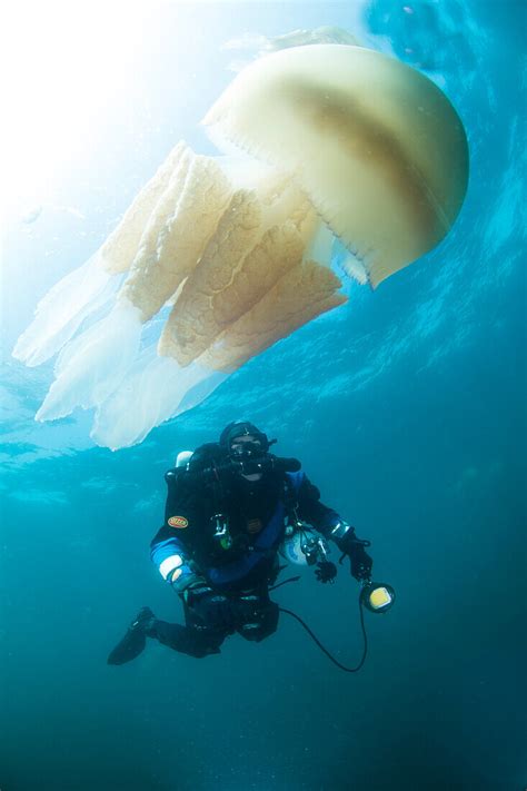 Diver With Giant Barrel Jellyfish Off License Image 71073170