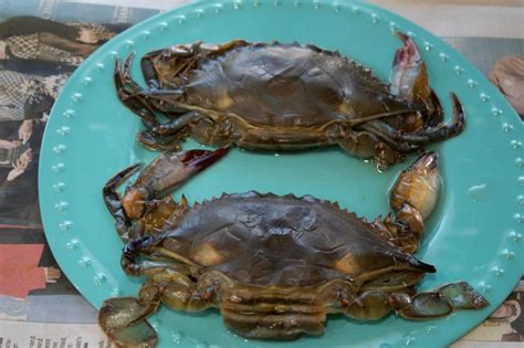 How to Clean Soft Shell Crabs - This Ole Mom