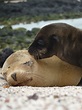 Free Images : wildlife, zoo, young, kiss, baby, fauna, marine life ...