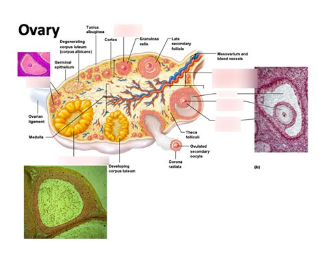 Ovary Diagram Quizlet