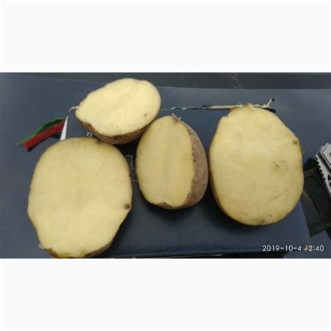 Продам товарный картофель из Беларуси сорт Бриз самовывоз доставка