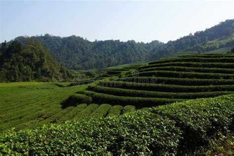 Tea Plantation In Fujian Province China Stock Image Image 35955333