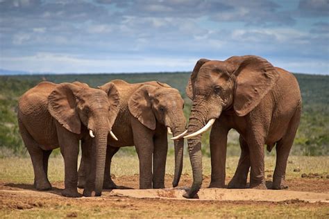 The Remarkable Senses Of Elephants A Fascinating Look Travlean