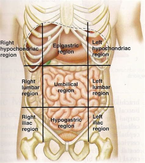 Learn about abdominal pain, types of quadrants of abdominal pain that need serious medical attention. abdomen anatomical | Top website for more about news trends update | Anatomía humana, Anatomía ...