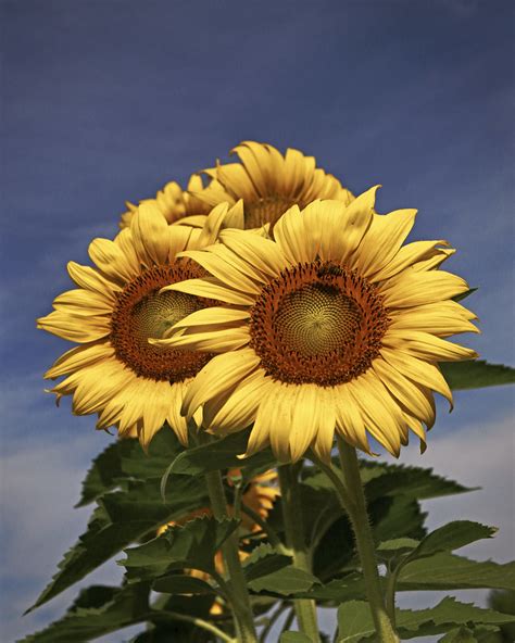 Sunflower Trio Mckee Beshers Sunflowers Poolesville Md Flickr