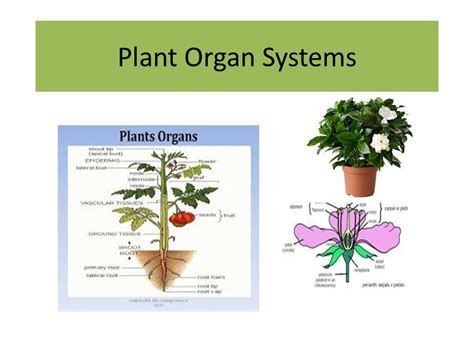 Plant Organ System