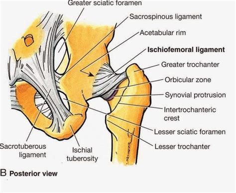 Posterior Aspect Of The Hip Including Ligaments And Capsule Hip