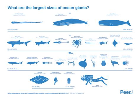 The Largest Creatures In The Ocean Chart Twistedsifter