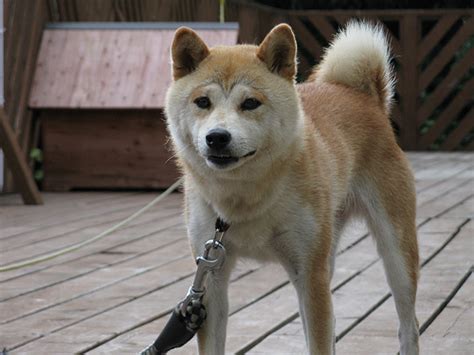 Facebook gives people the power to share and makes the world. Akita Inu: Rassebeschreibung, Wesen, Haltung und Pflege