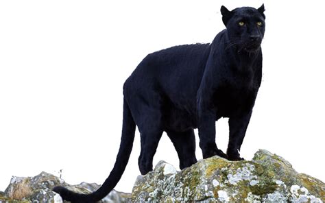 Black Panther Animal In Png