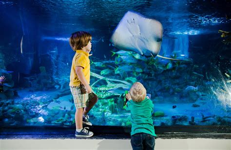 Sea Life Aquarium At Legoland California Resort Closes