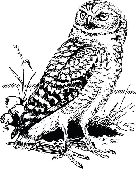 Free Clipart Of A Black And White Owl