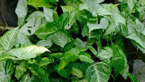 Arrowhead Plant Everything You Need To Know Before Planting