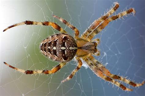 Spider Control In Alabama Advanced Pest Control Of Alabama